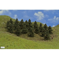 38B1N-borovice,výška 5-6 cm,20ks